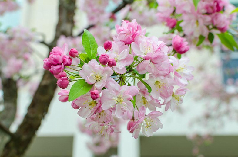 Best Flowering Crabapples for Midwestern Gardens